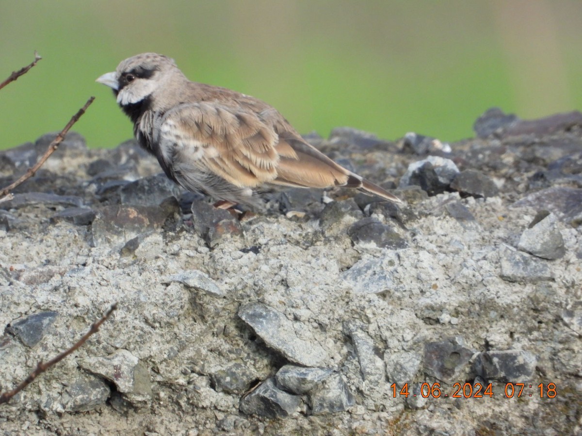Ashy-crowned Sparrow-Lark - ML620401995