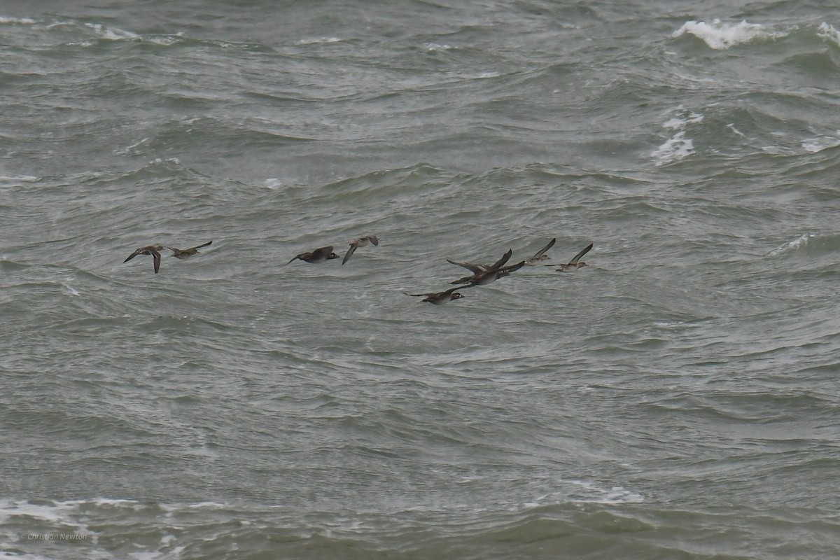 Surf Scoter - ML620401997