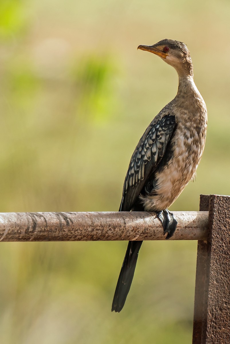 Cormorán Africano - ML620402001