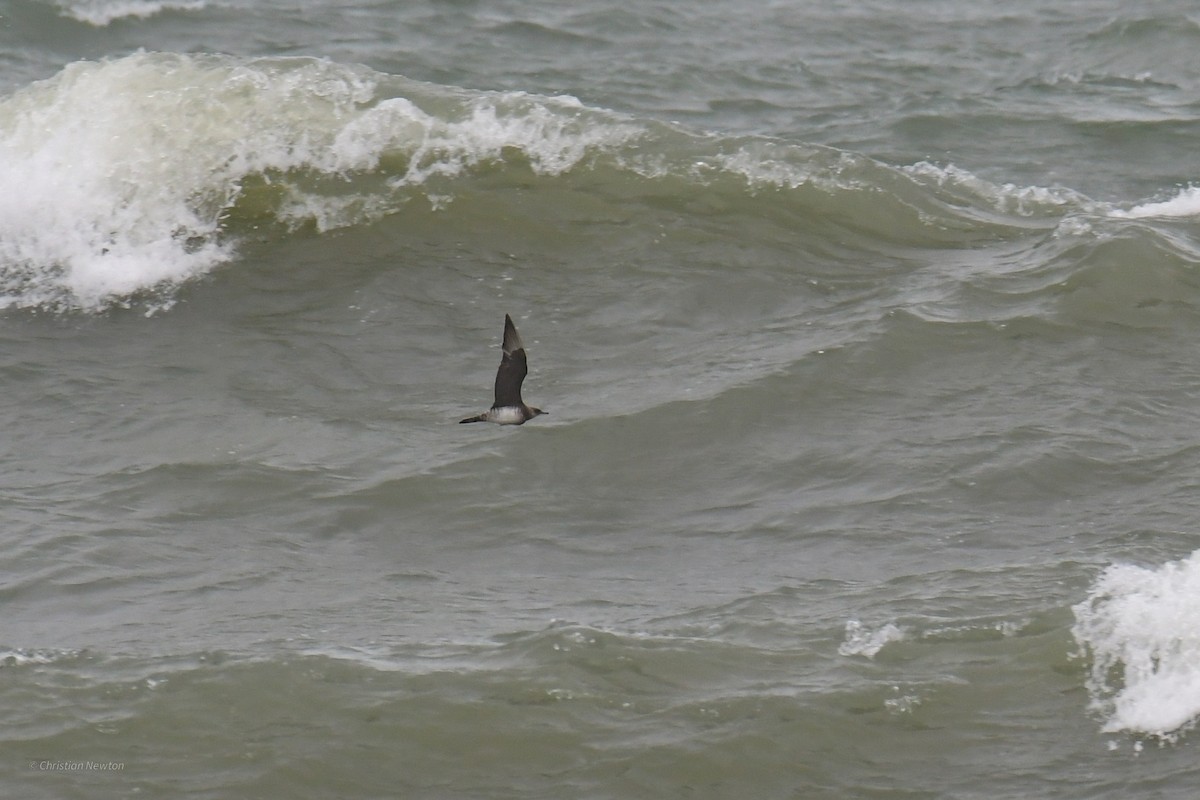 Pomarine Jaeger - Christian Newton