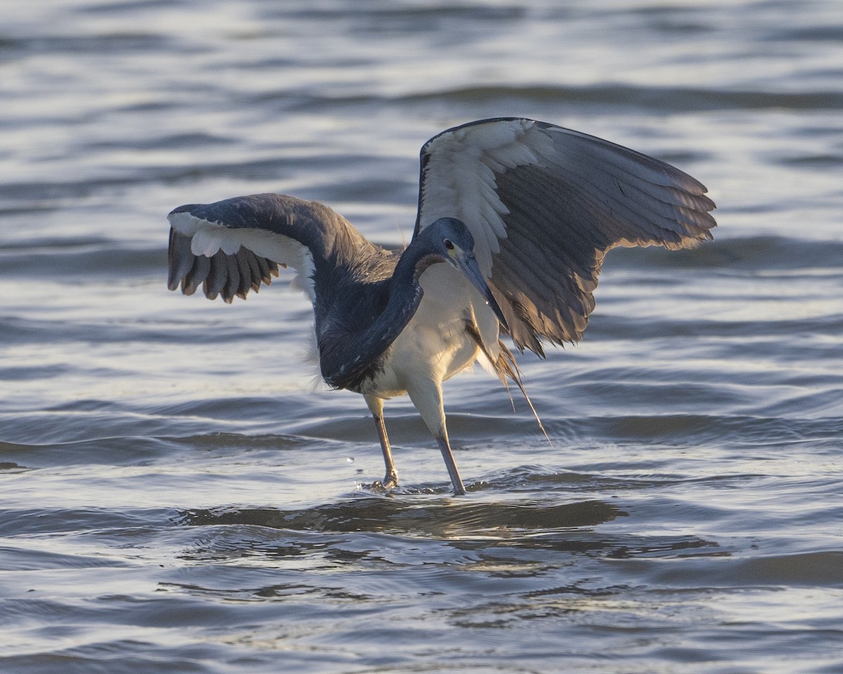 Tricolored Heron - ML620402025