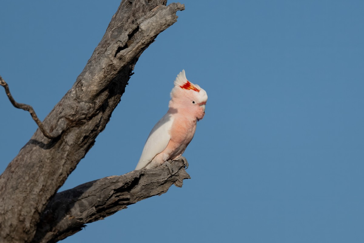 Pink Cockatoo - ML620402029