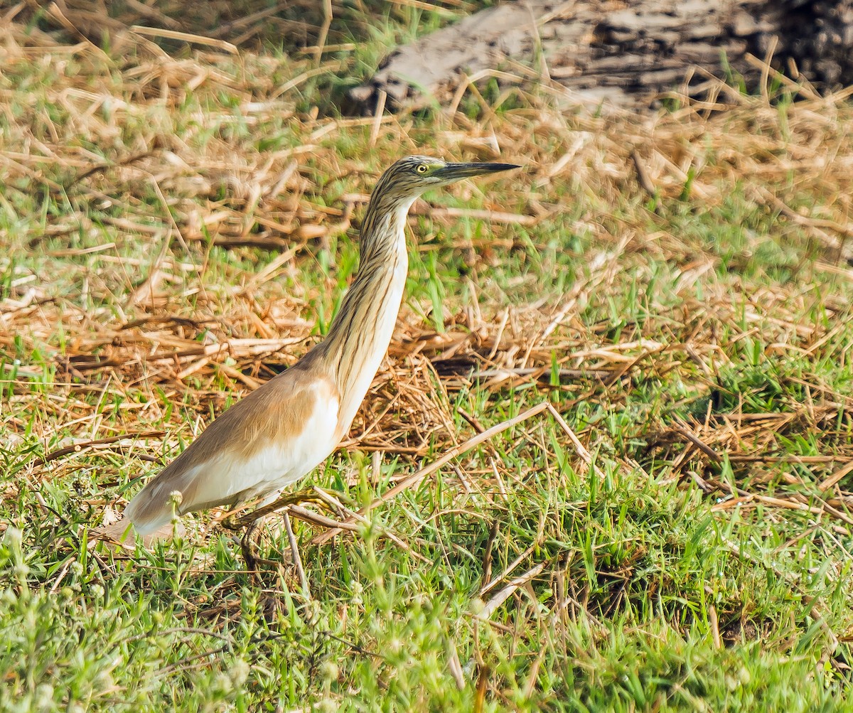 Squacco Heron - ML620402032