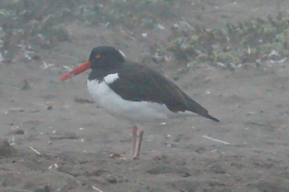 American Oystercatcher - ML620402036