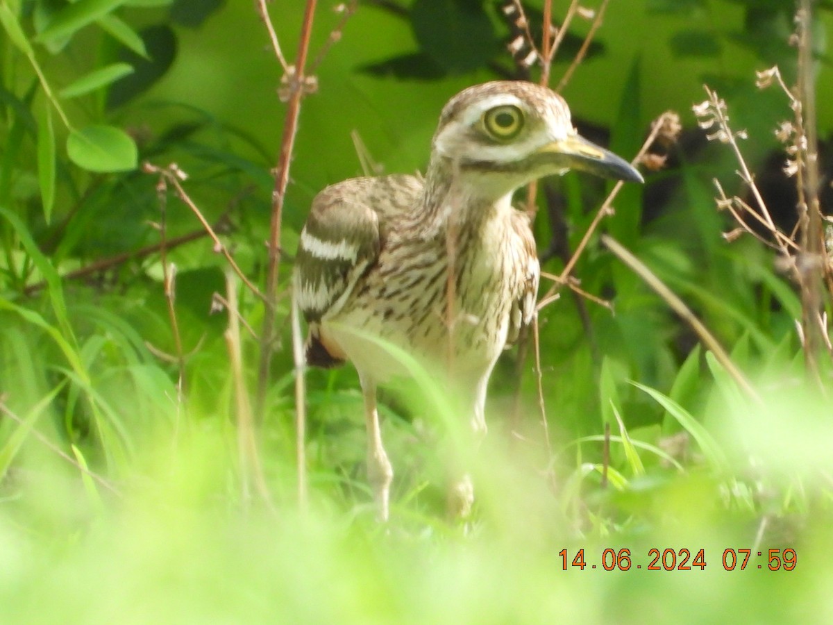 Indian Thick-knee - ML620402043