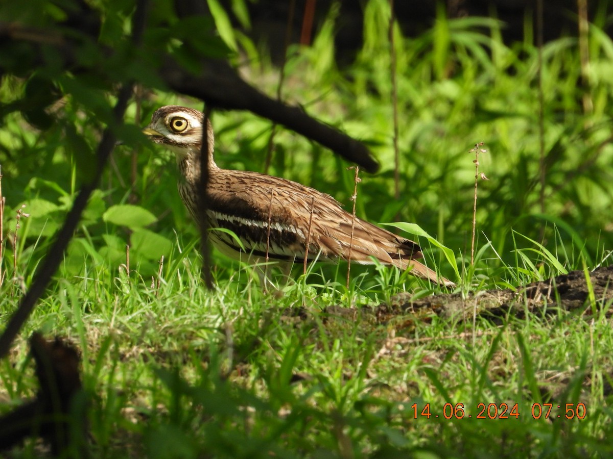 Indian Thick-knee - ML620402044