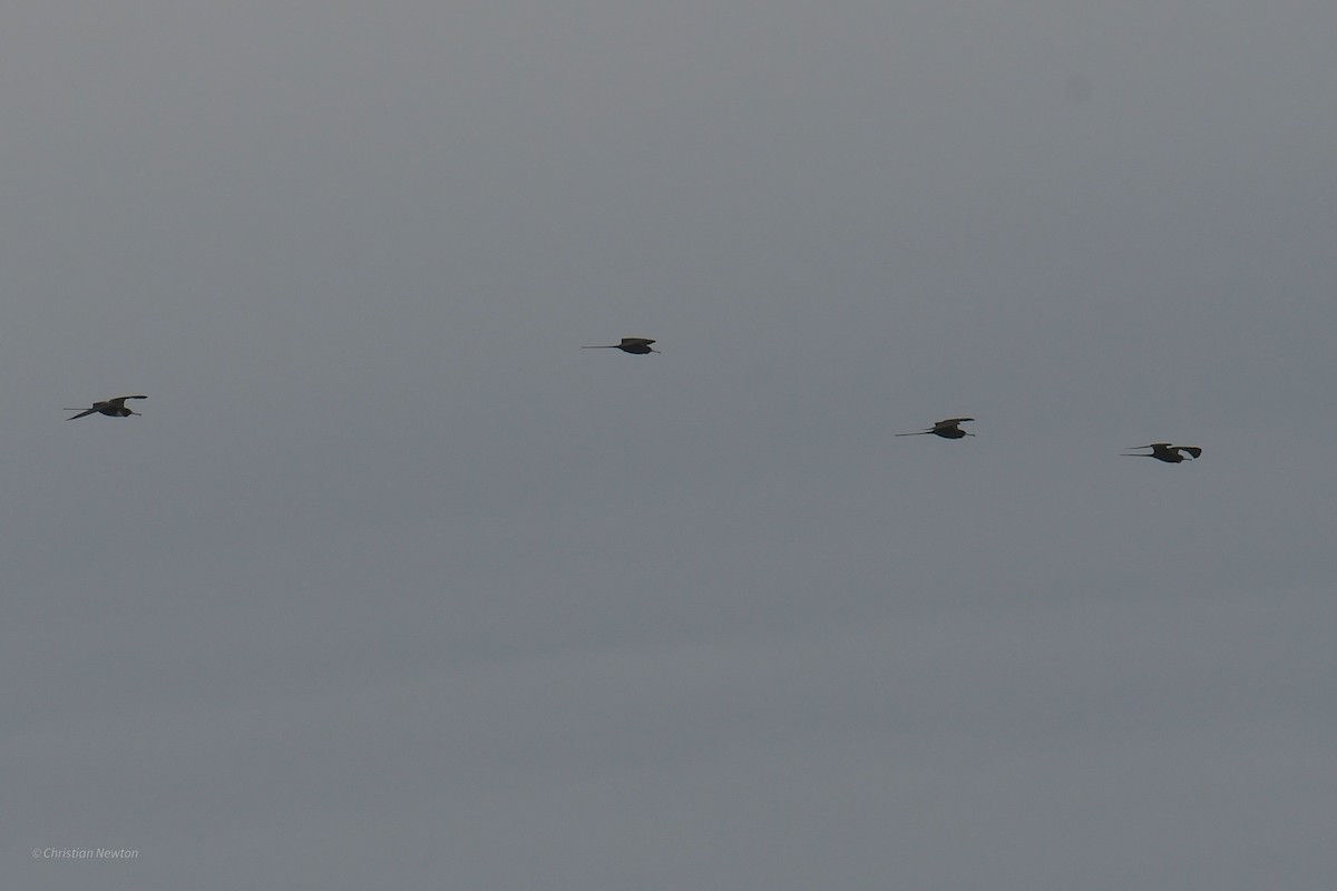 Magnificent Frigatebird - ML620402045