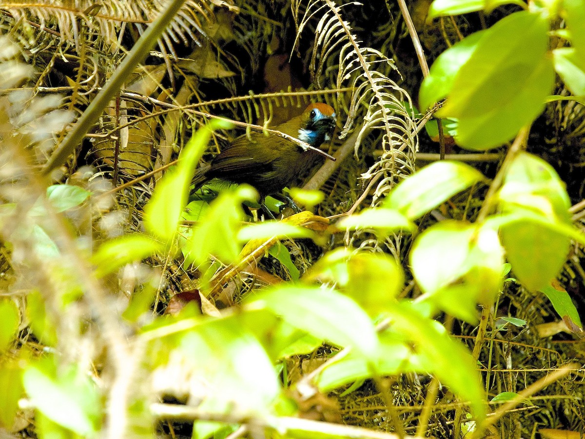 Fluffy-backed Tit-Babbler - ML620402055