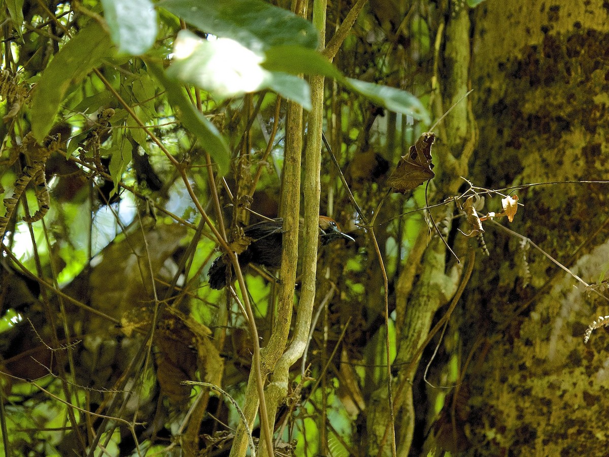 Fluffy-backed Tit-Babbler - Anonymous