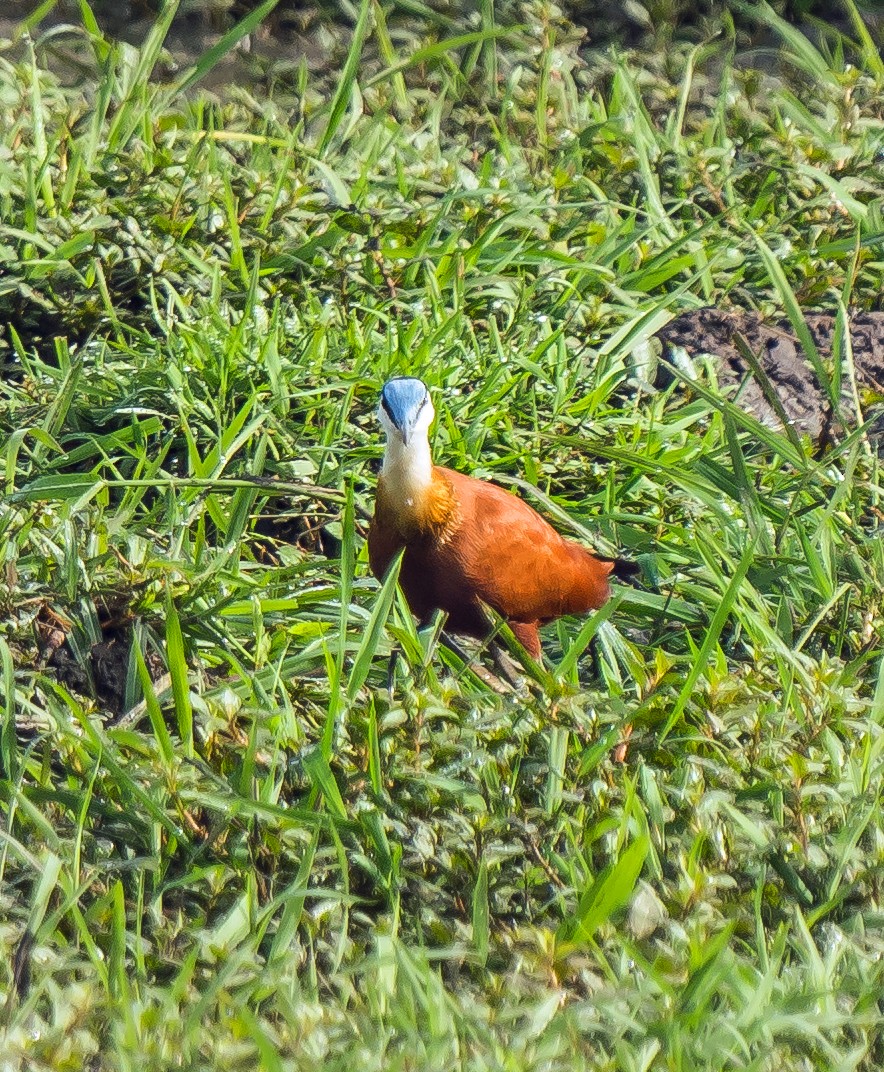 Jacana à poitrine dorée - ML620402064