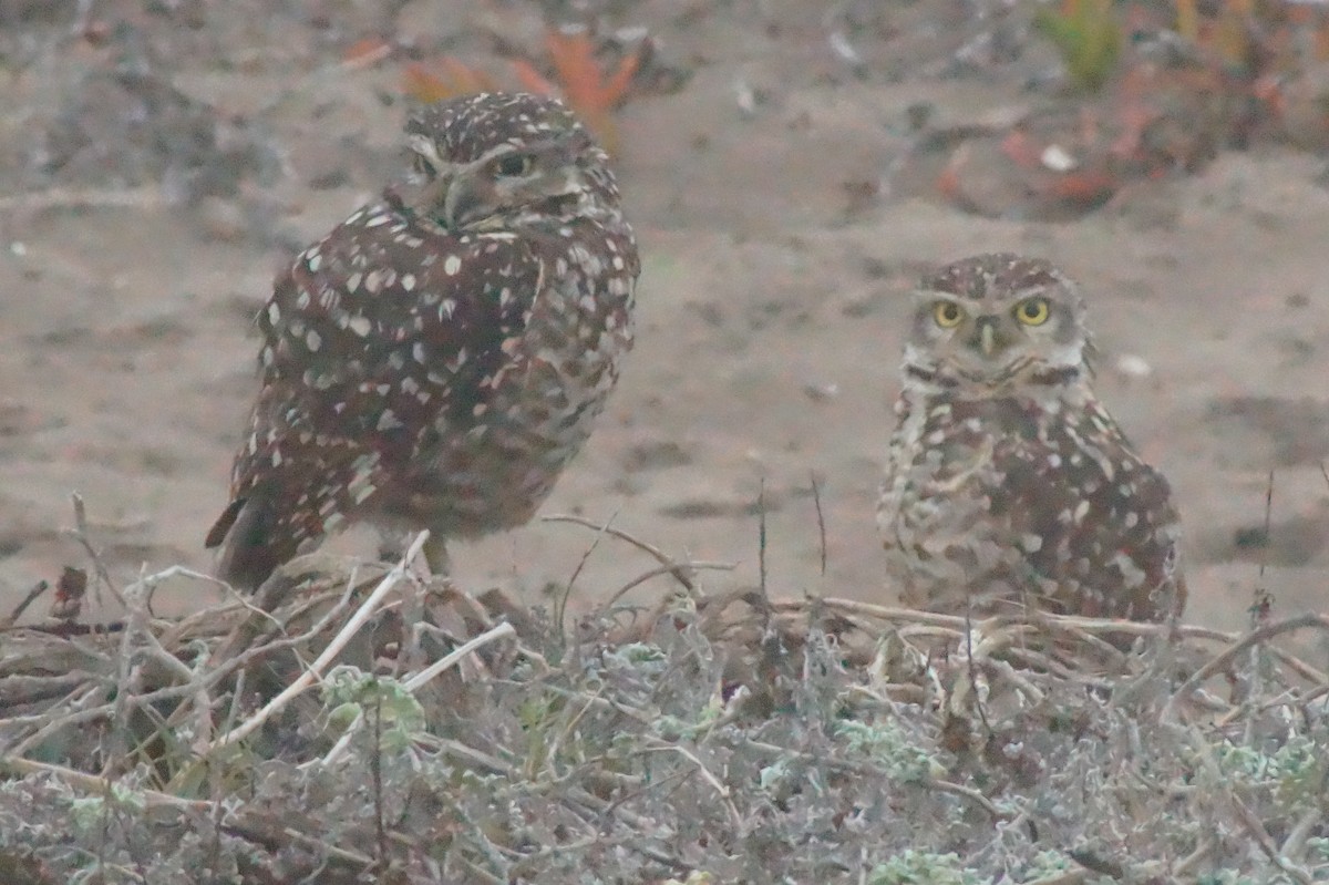 Burrowing Owl - ML620402078