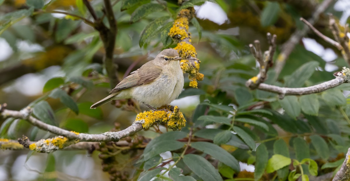 Common Chiffchaff - Brian Small