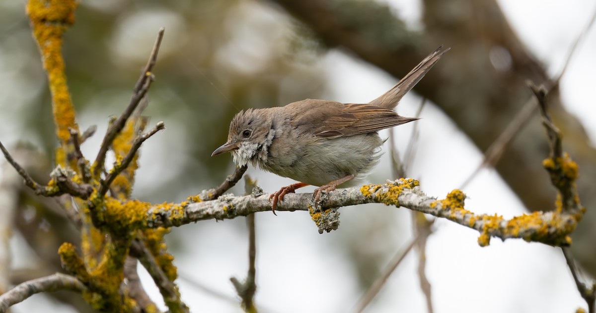 Greater Whitethroat - ML620402087