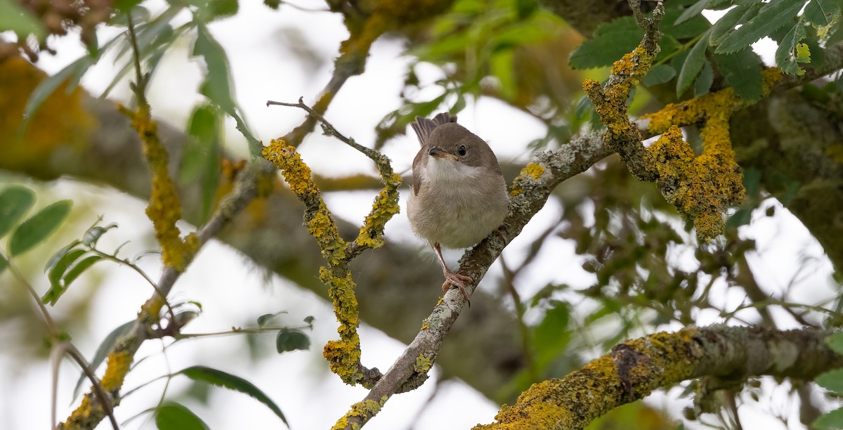 Greater Whitethroat - ML620402088