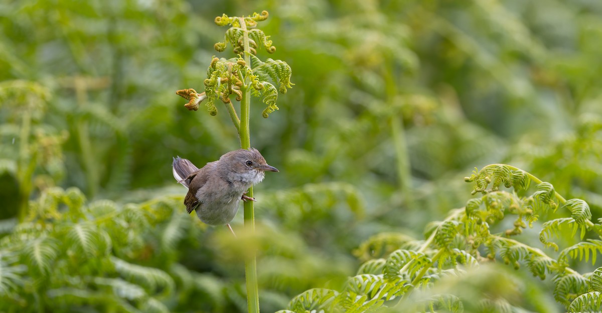 Greater Whitethroat - ML620402091