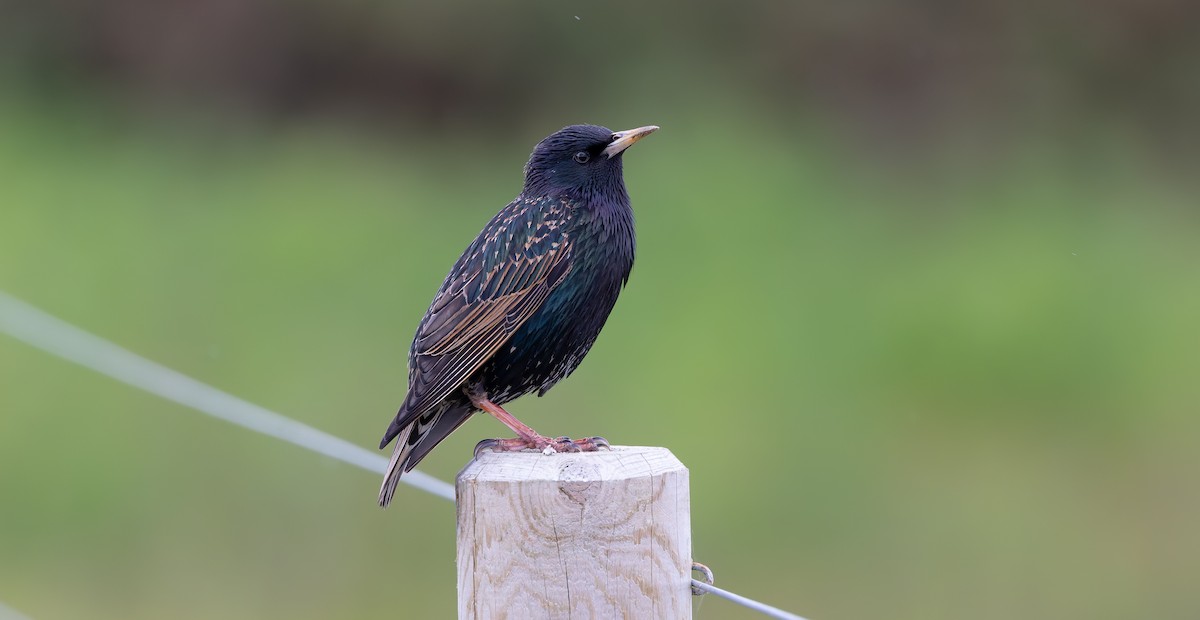 European Starling - ML620402094