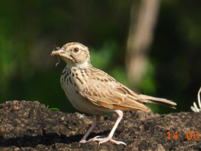 Indian Bushlark - ML620402098