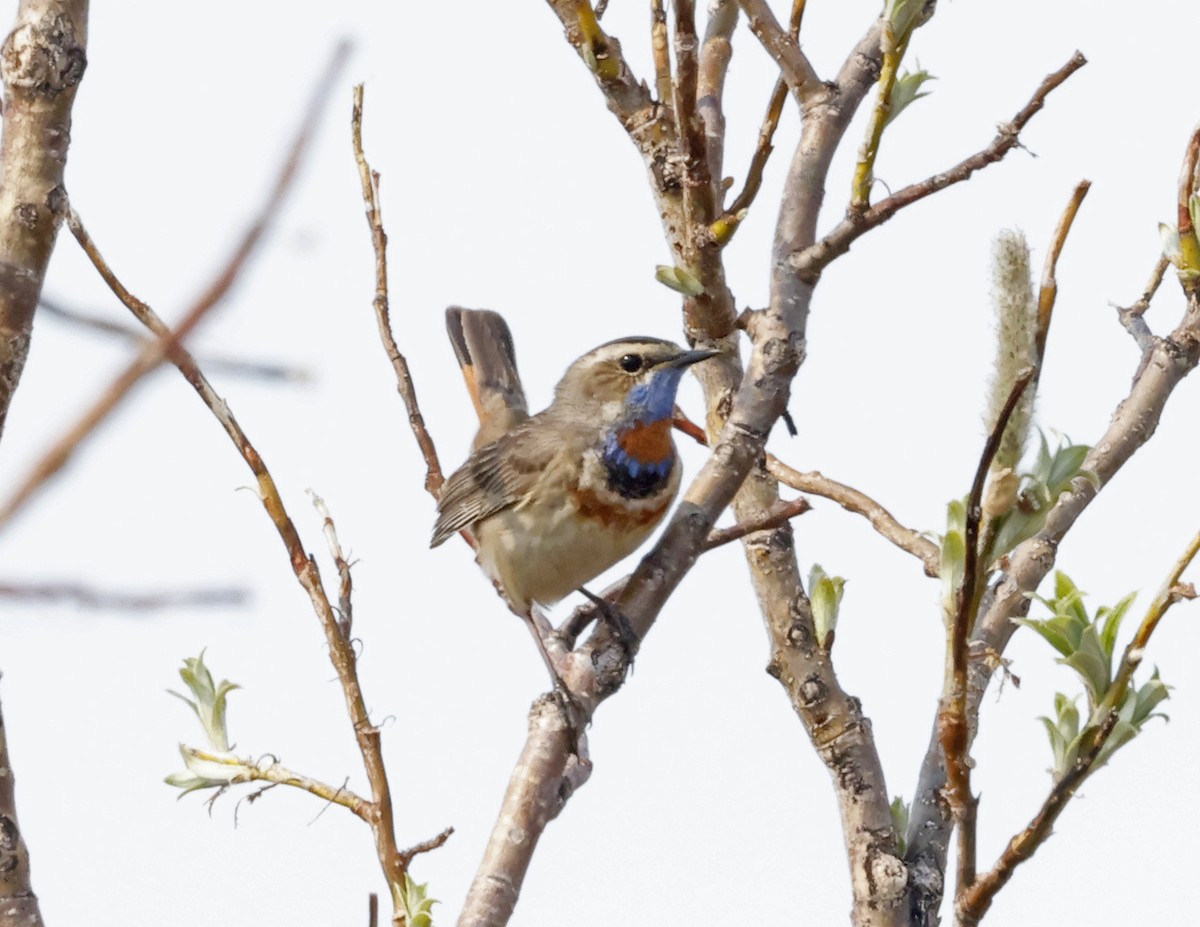 Bluethroat - ML620402103