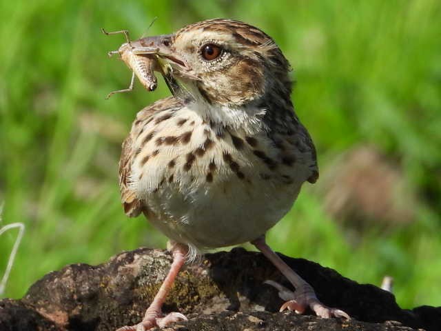 Indian Bushlark - ML620402105