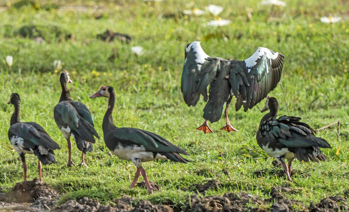 Spur-winged Goose - Russell Scott