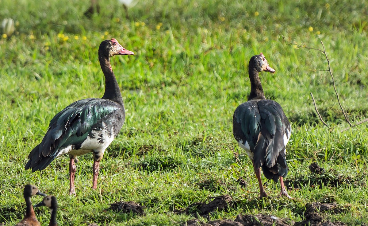 Spur-winged Goose - ML620402108