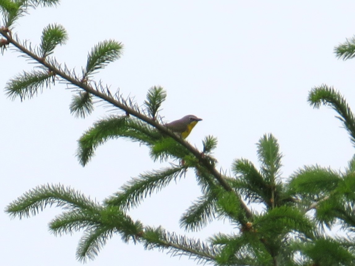 Yellow-breasted Chat - ML620402112