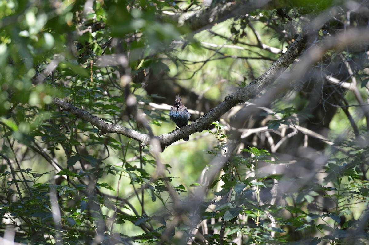 Steller's Jay - ML620402119