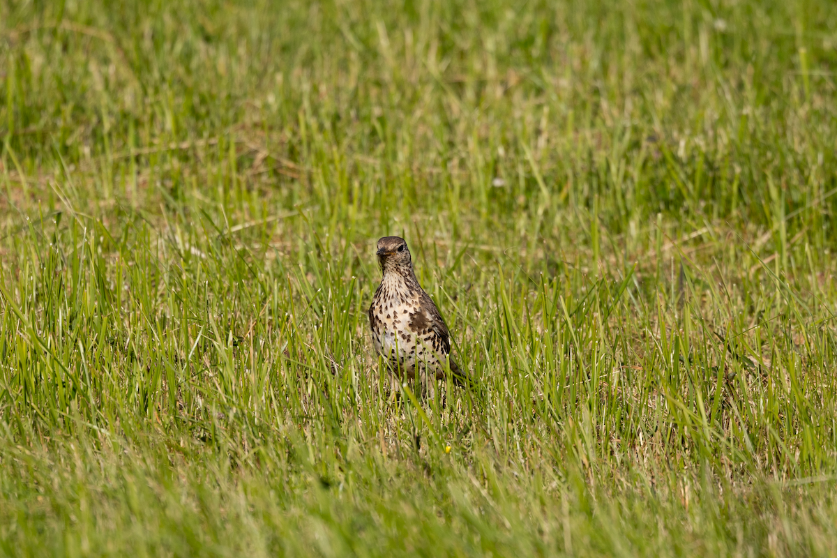 Mistle Thrush - ML620402130