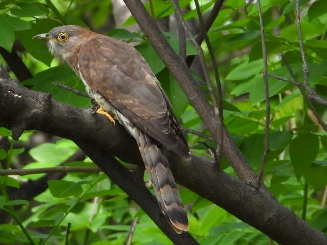 Common Hawk-Cuckoo - ML620402131