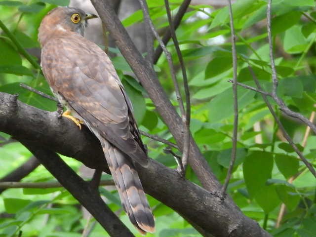Common Hawk-Cuckoo - ML620402145