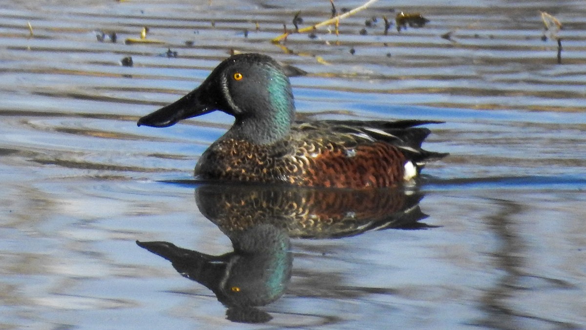 Australasian Shoveler - ML620402146