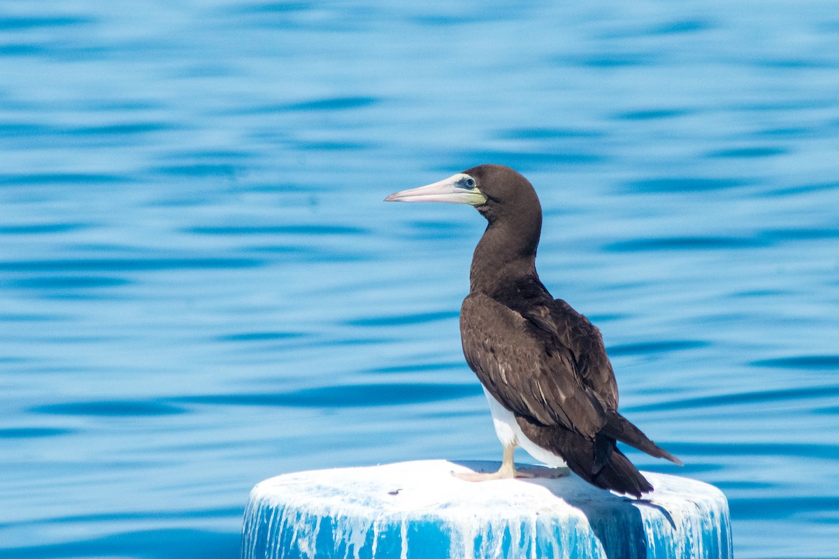 Brown Booby - ML620402152