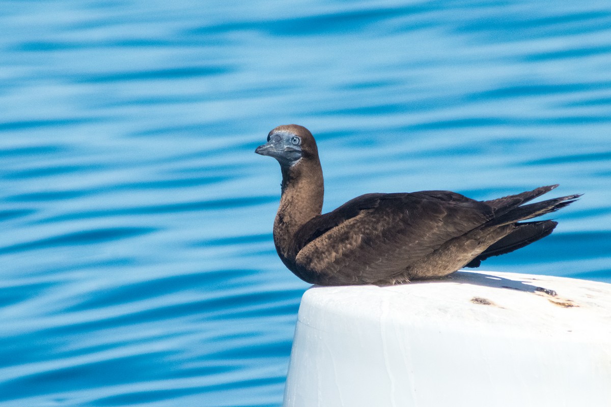 Brown Booby - ML620402153
