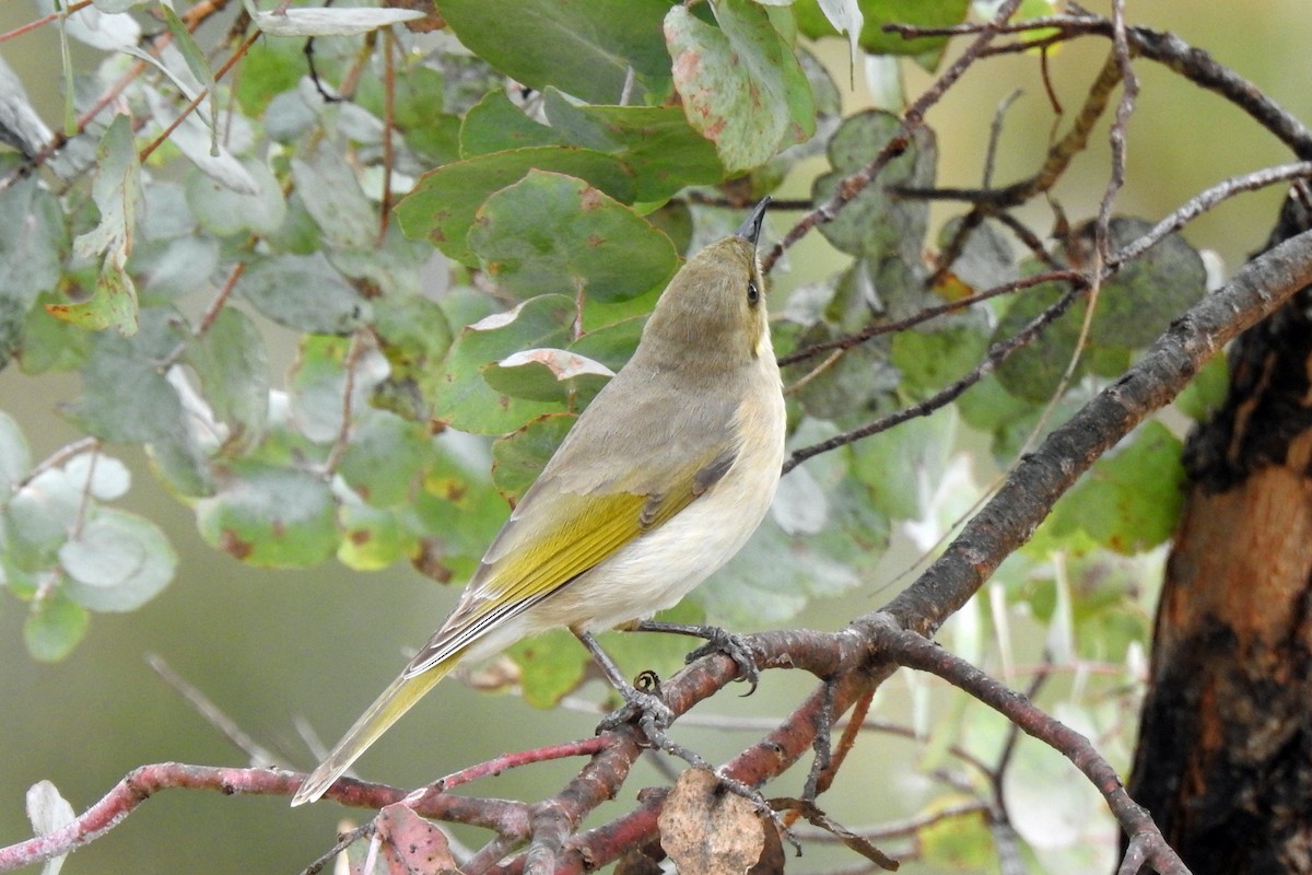 Fuscous Honeyeater - ML620402155