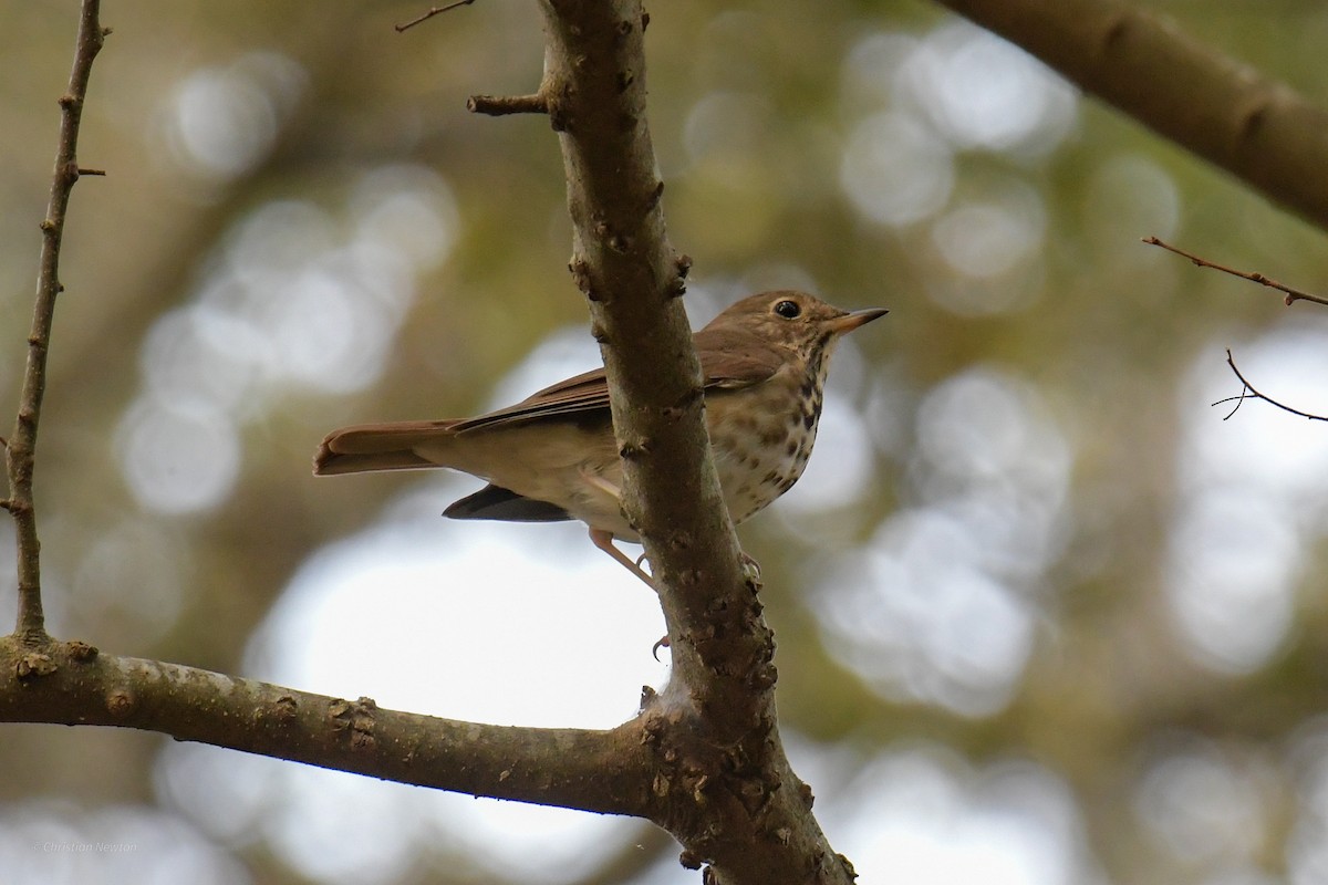 Hermit Thrush - ML620402156