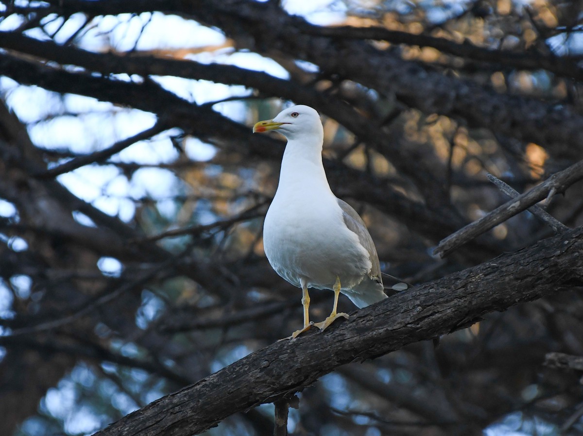 Gaviota Patiamarilla - ML620402158