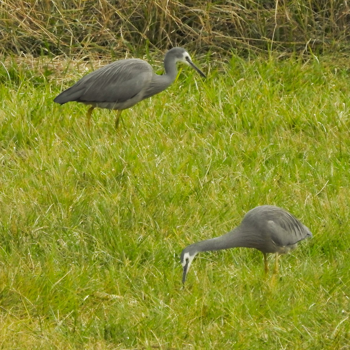 White-faced Heron - ML620402159