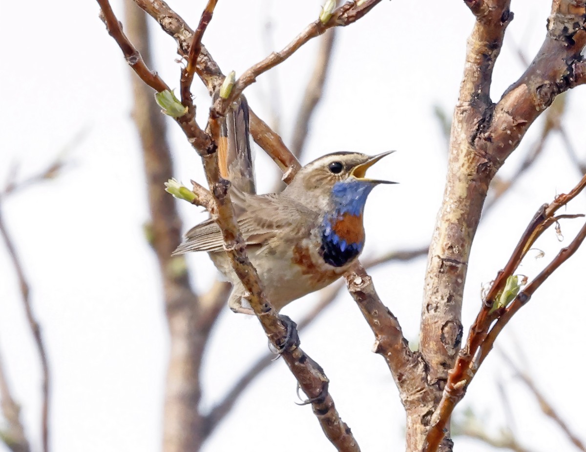 Bluethroat - ML620402161