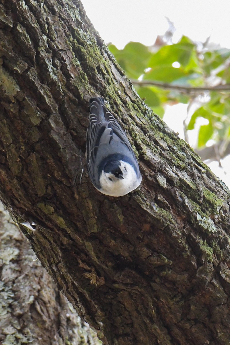 White-breasted Nuthatch - ML620402165