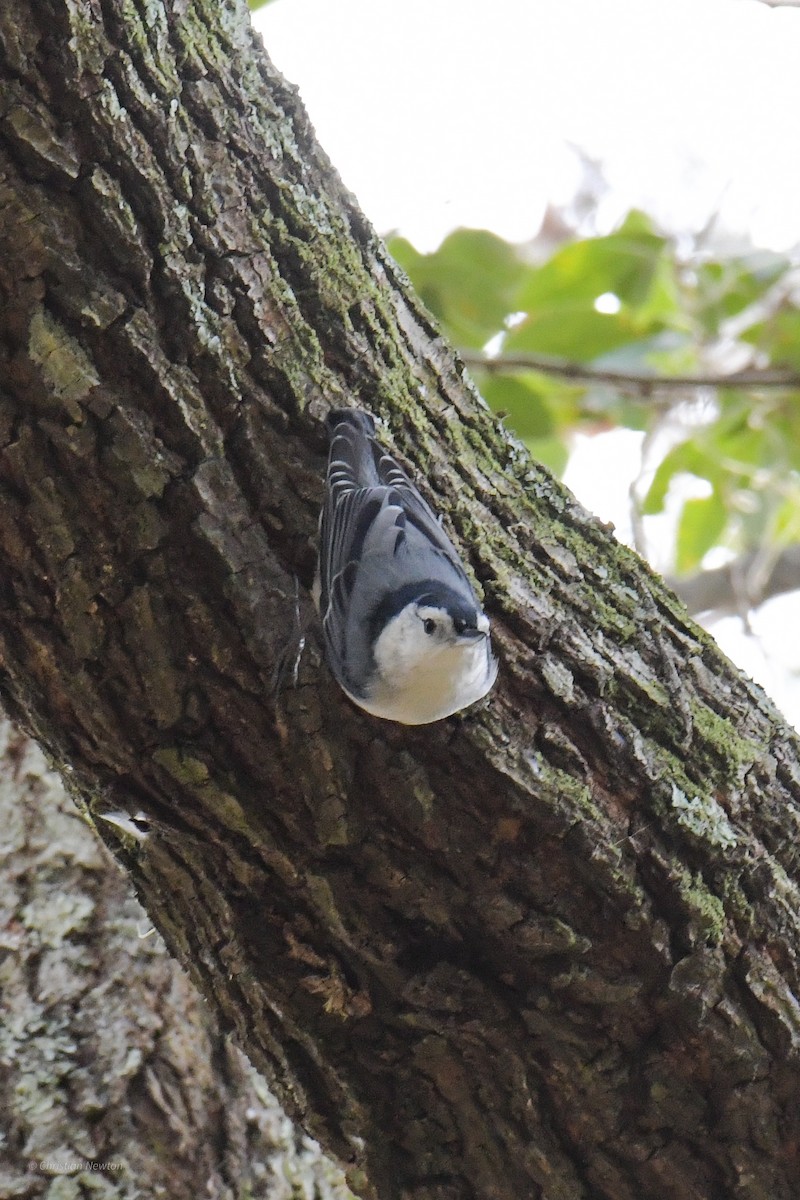 White-breasted Nuthatch - ML620402166