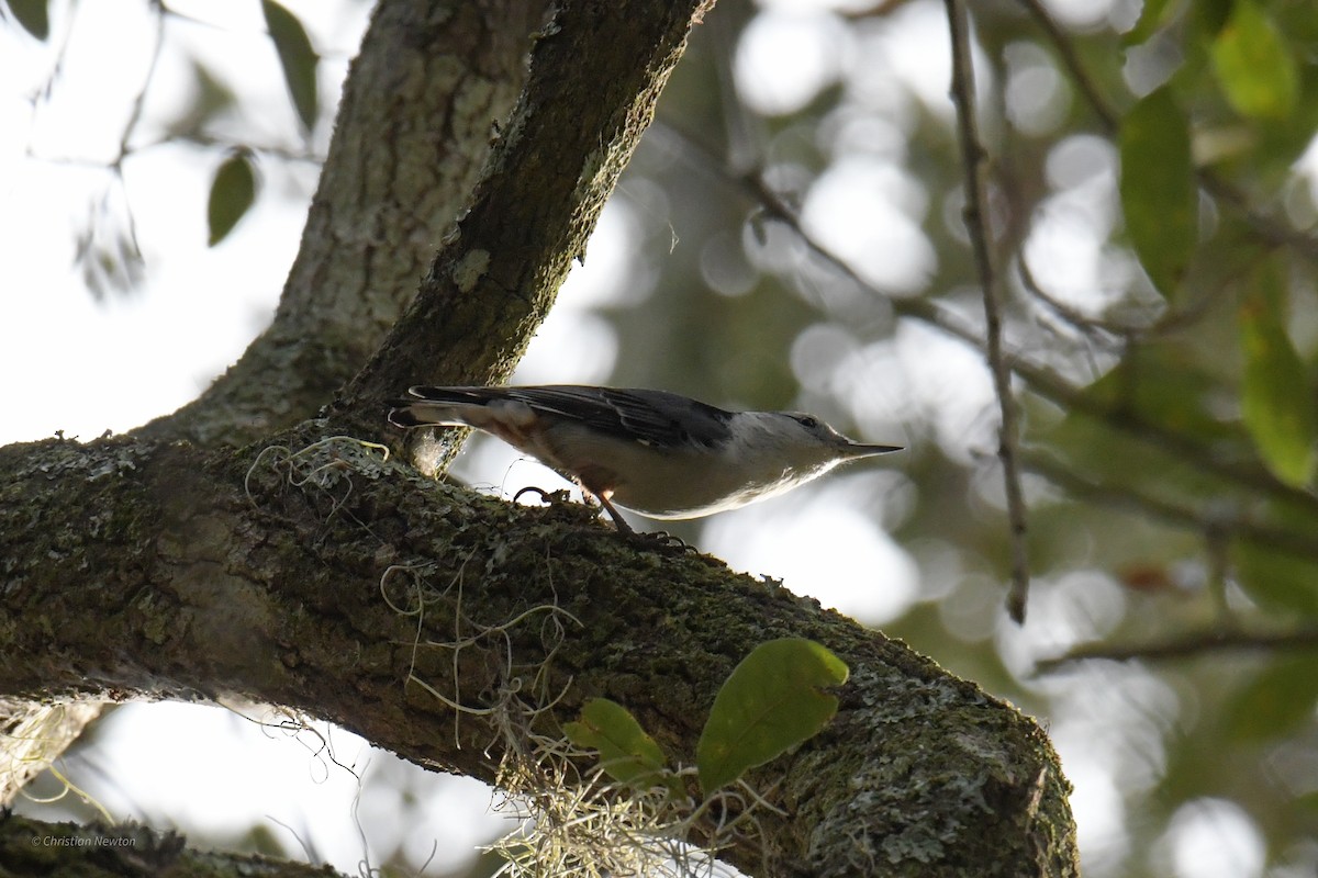 White-breasted Nuthatch - ML620402167