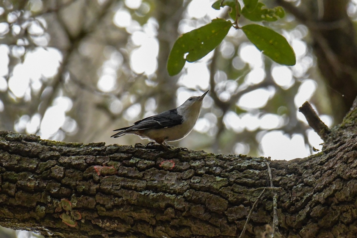 White-breasted Nuthatch - ML620402168