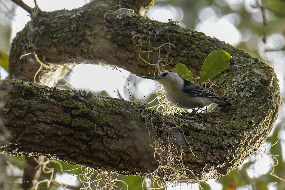 White-breasted Nuthatch - ML620402169