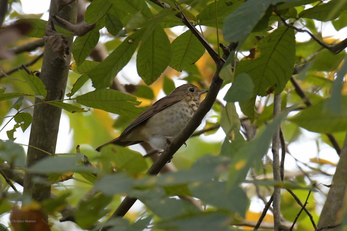 Hermit Thrush - ML620402172