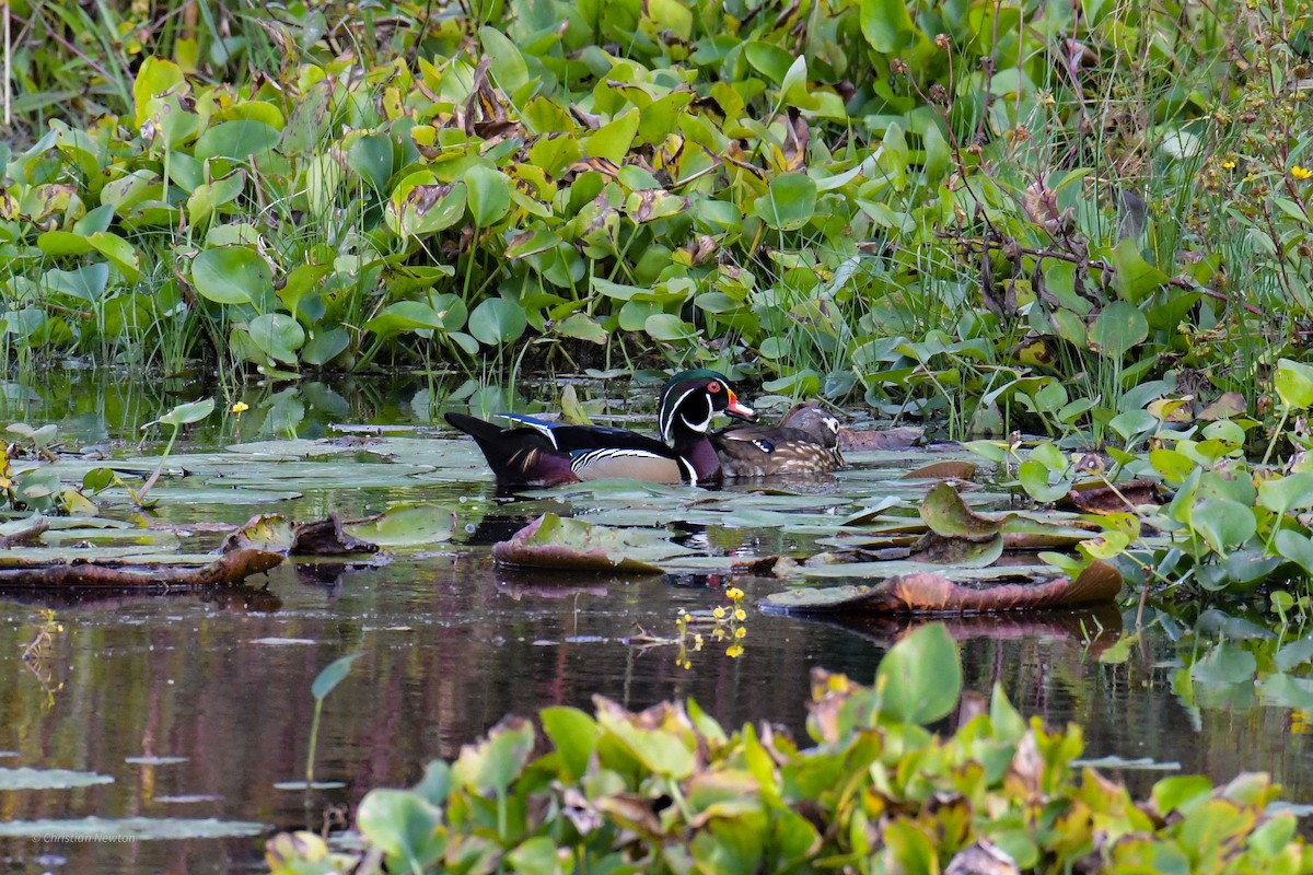 Wood Duck - ML620402175