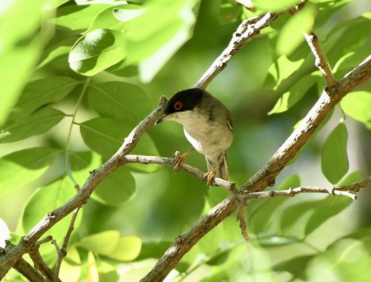 Sardinian Warbler - ML620402176