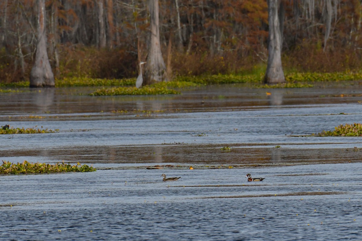 Wood Duck - ML620402177