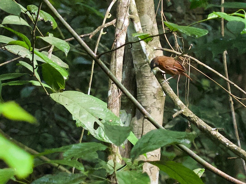 Timalie à tête grise - ML620402182