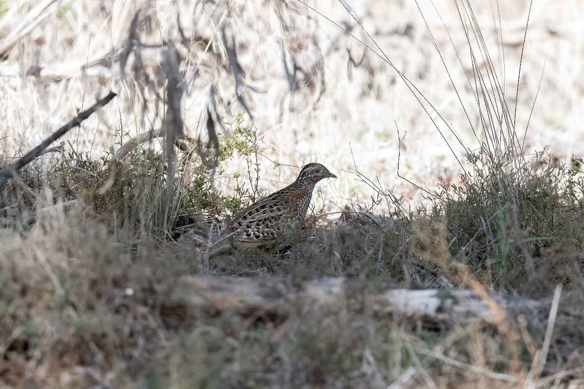 Painted Buttonquail - ML620402186