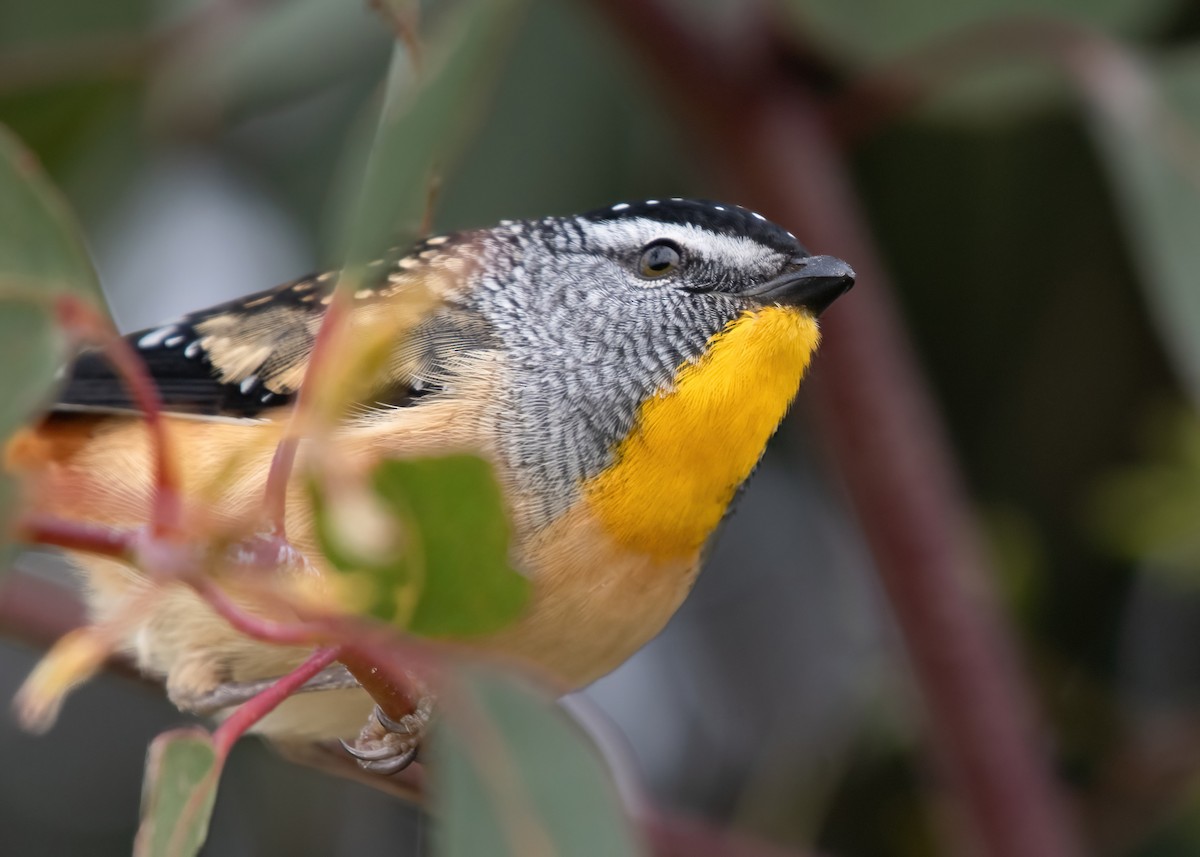 Spotted Pardalote - ML620402188